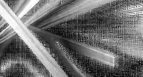 The Covenant of Content: How ShieldFont Challenges the AI Data Gospel The Covenant of Content: How ShieldFont Challenges the AI Data Gospel
